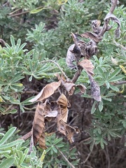 Lupinus arboreus