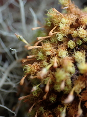 Plenogemma phyllantha