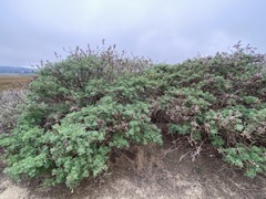 Lupinus arboreus
