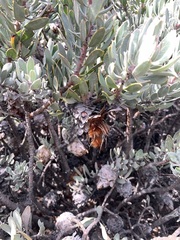 Protea pendula