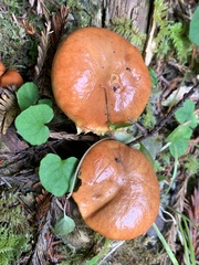 Suillus ponderosus