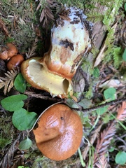 Suillus ponderosus