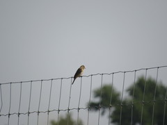 Passerina amoena