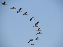 Branta canadensis