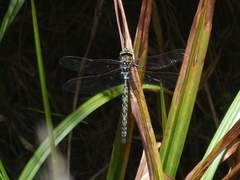 Rhionaeschna itatiaia