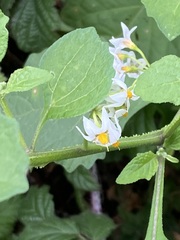 Solanum douglasii