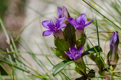 Gentianella campestris campestris