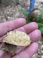 Collybiopsis quercophila