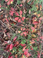 Parthenocissus quinquefolia