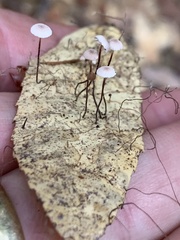 Collybiopsis quercophila