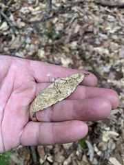 Collybiopsis quercophila