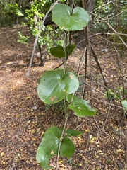 Smilax