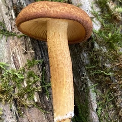 Tricholomopsis decora