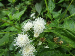 Ageratina glechonophylla