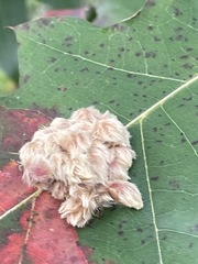 Callirhytis piperoides