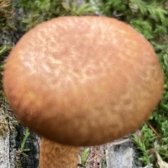 Tricholomopsis decora