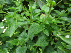 Ageratina glechonophylla