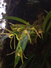 Brassia chlorops