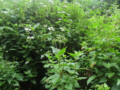 Ageratina glechonophylla
