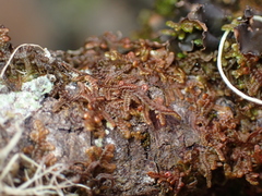 Frullania nisquallensis