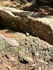 Clethrionomys gapperi