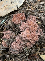 Ramaria botrytis