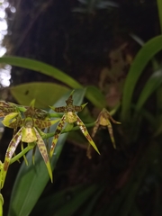 Brassia chlorops