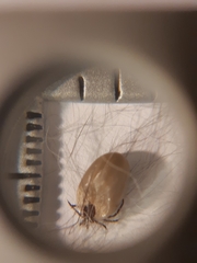 Ixodes scapularis
