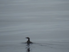 Synthliboramphus scrippsi