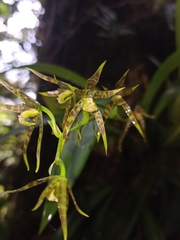 Brassia chlorops