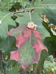 Callirhytis piperoides