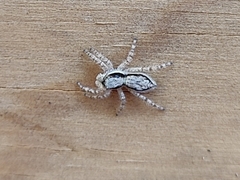 Menemerus bivittatus