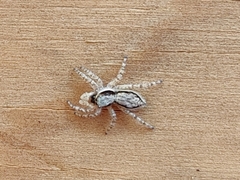 Menemerus bivittatus