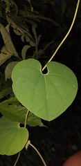 Aristolochia ringens