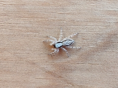 Menemerus bivittatus