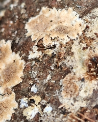 Steccherinum ochraceum