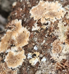 Steccherinum ochraceum