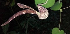 Aristolochia ringens