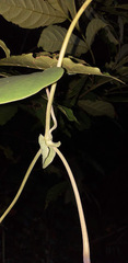 Aristolochia ringens