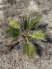 Washingtonia