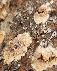 Steccherinum ochraceum