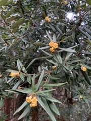 Pittosporum bicolor