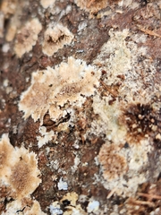 Steccherinum ochraceum