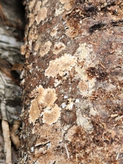 Steccherinum ochraceum