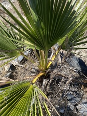 Washingtonia