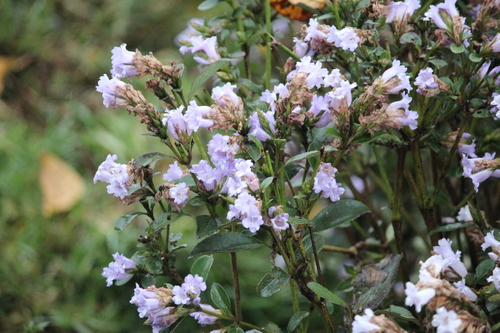Image of Strobilanthes kunthiana by (c) Ashwin Srinivasan, some rights reserved (CC BY)