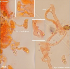 Dacrymyces corticioides