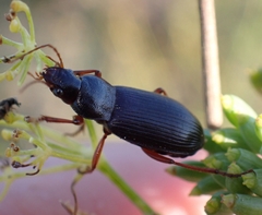 Harpalina