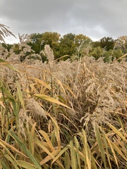 Phragmites