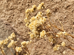 Pseudognaphalium californicum